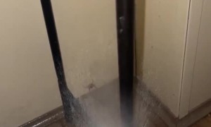 This Spider Cricket Isn't Playing