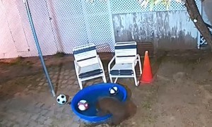 Bear Family Has Fun in Backyard