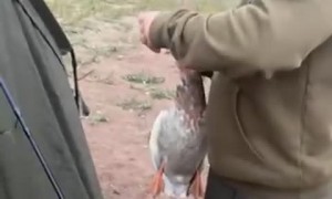 Fisherman Catches Duck