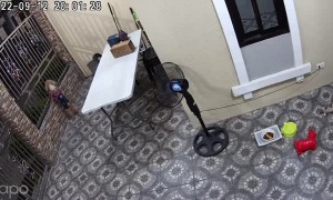 Dog Waits For His Owner