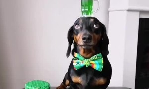 Harlso the Dachshund Balancing Green Beer for St Paddy's Day
