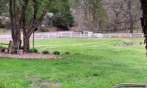 Animal Escapees Return Home