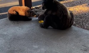 Saying 'Hi' to Bears in Trucke