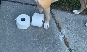 Naughty Dog Steals TP