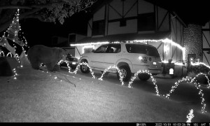 Bears at Play Ruin Halloween Display