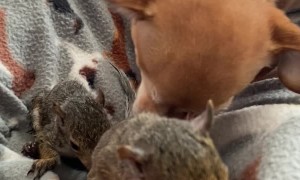 Chihuahua Adopts Orphaned Squirrels as Her Own