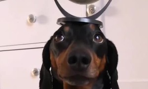 Harlso the Dachshund Balancing a Globe on His Head