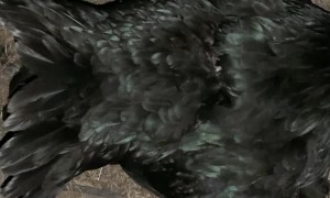 Missing Hen Makes a Surprising Return