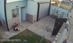 Dog Warns Owner That Her Child Escaped Through Front Door