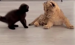 Kitten & lion cub adorably play with each other