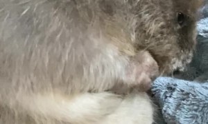 Grooming Ms. Holly the Baby Beaver