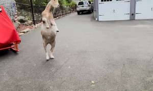 George the Basketball Playing Goat