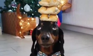 Harlso the Dachshund Balancing Sausage Rolls