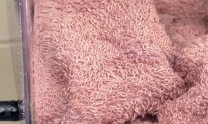 Rescuing Baby Flying Squirrels