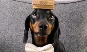 Dachshund Balancing an Active Game of Jenga