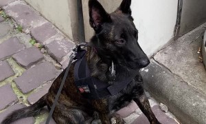 Drug Sniffing Dog Smells Something