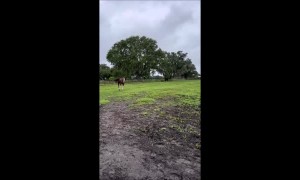 Woman Braids Contact Info into Horse's Mane Ahead of Hurricane Ian