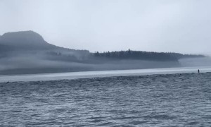 Giant Pod of Pacific White-Sided Dolphins Play Around Boat
