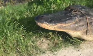German Cyclist Zigzags Between Alligators in Florida