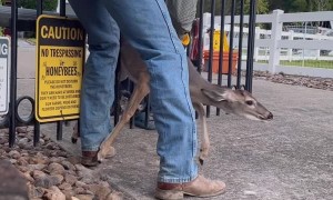 Helping a Deer Stuck in a Gate