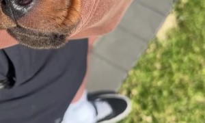 Adorable Mini Dachshund Puppy Takes a Nap in a Hoodie Pocket