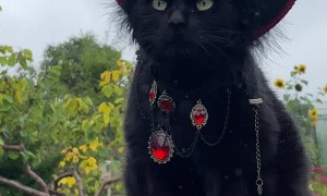 Vampire Cat Looking Glorious