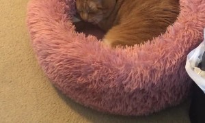 Snicker Doodle the Cat Lectures Own After Sneeze