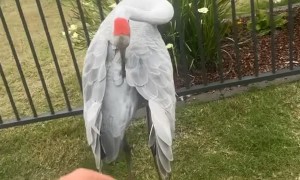 Big Bird in the Neighborhood