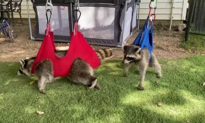 Adorable Raccoon Zip Line Therapy