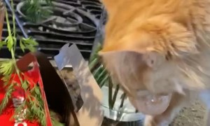 Juice the Kitten Steal Timbit