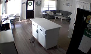 Coco the Cat Disposes of the Evidence