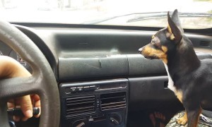 Miniature Pinscher Goes Haywire at Windshield Wipers