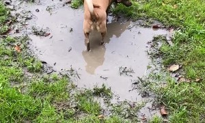 Crazy Canine Cavorts in Mud