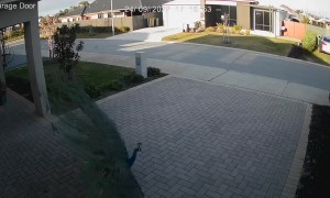 Magnificent Peacock Tries to Attract Ladies Caught by Security Camera