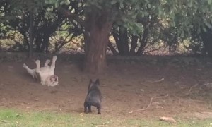 Bulldog Jumps and Lands Flat on Back