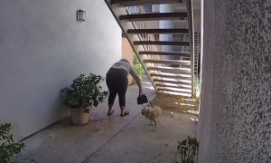 Lady Leaving While Carrying Puppy Hits Head on Stairs