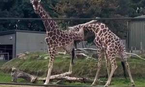 Giraffes Fight at Wildlife Park