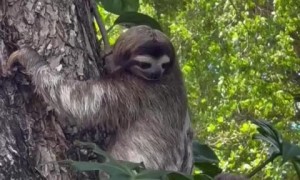 Mother sloth overjoyed to reunite with missing baby 