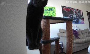 Cat Knocks Over Security Camera