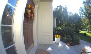 Bears Grabbing Gourds and Gallivanting Away