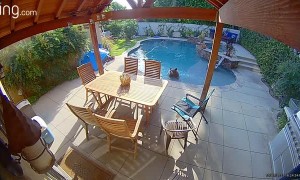 Bear Takes A Dip in the Pool, a Trip to the Spa