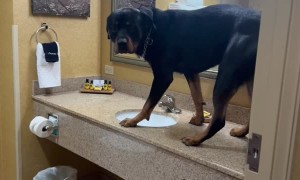 Dog Checks Himself in the Mirror