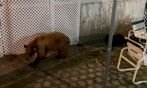 Mama Bear and Cubs Say Hello