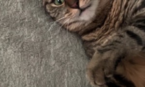 Cat Had Too Much Catnip