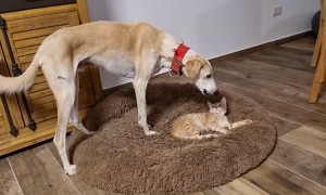 Dog Asks Nicely That Cat Leaves The Bed