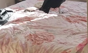 Man Finds Vulture in His Bedroom
