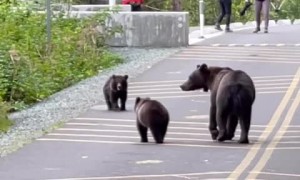 Bear cub gets swept down river, mama runs along to get him 
