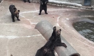Bunch of Bears Wave to Tourists