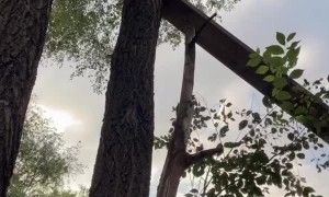 Cat Uses Dad's Rescue Ramp to Descend  Tree