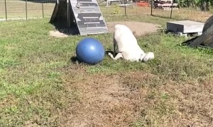 Jacob the LaMancha Goat Playing with Big Blue Ball